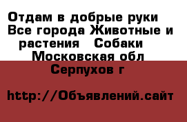 Отдам в добрые руки  - Все города Животные и растения » Собаки   . Московская обл.,Серпухов г.